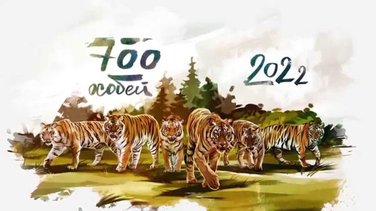 Амурские тигры и КЛМ - Арт во Владивостоке